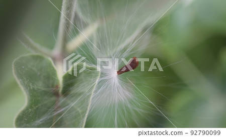 Oxypetalum blue star light blue flowers and fluff seeds Oxypetalum blue star light blue flowers and fluff seeds 92790099