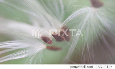 Oxypetalum 藍星淺藍色花朵和絨毛種子 92790126