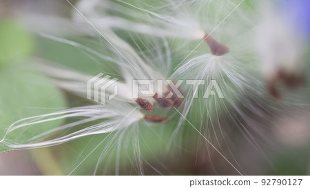 Oxypetalum 藍星淺藍色花朵和絨毛種子 Oxypetalum 藍星淺藍色花朵和絨毛種子 92790127