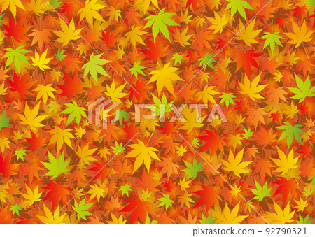 Autumn image of vivid autumn leaves spread Momiji maple 92790321