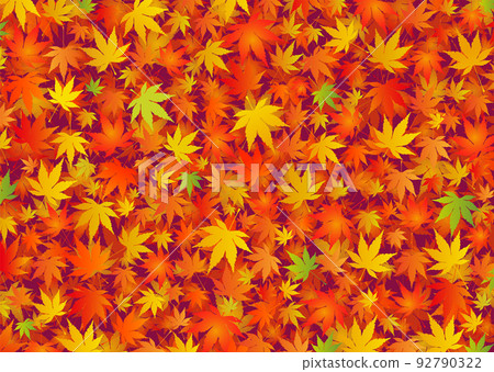 Autumn image of vivid autumn leaves spread Momiji maple 92790322