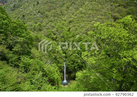 Shiroyashio Azalea at Komadome Falls in Nasu Kogen (from the observatory) Shiroyashio Azalea at Komadome Falls in Nasu Kogen (from the observatory) 92790362