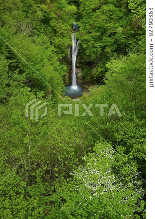 Shiroyashio Azalea at Komadome Falls in Nasu Kogen (from the observatory) Shiroyashio Azalea at Komadome Falls in Nasu Kogen (from the observatory) 92790363