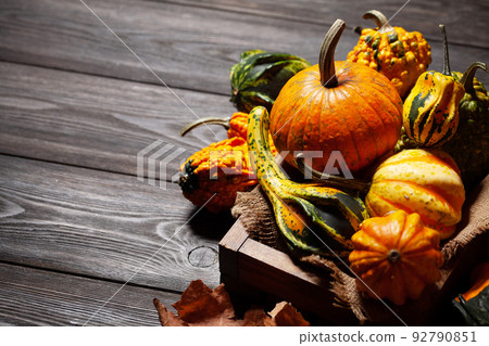 Various colorful squashes and pumpkins 92790851