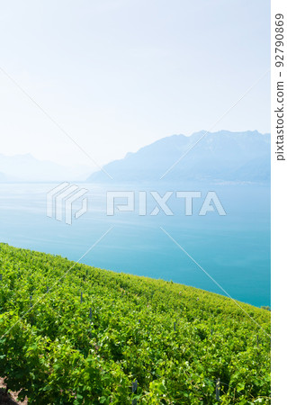 Beautiful sunny landscape with vineyards near lake Beautiful sunny landscape with vineyards near lake 92790869