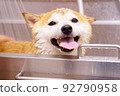 Shiba Inu taking a bath 92790958