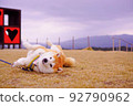 Shiba Inu Kororin 1 92790962