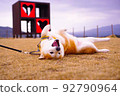 Shiba Inu Kororin 2 92790964