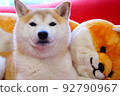 Shiba Inu brothers 92790967