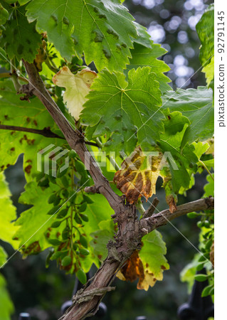 Grapevine leaves with Erinosis, a disease of the mite Colomerus vitis. 92791145