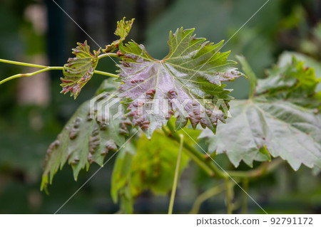 Grapevine leaves with Erinosis, a disease of the mite Colomerus vitis. 92791172