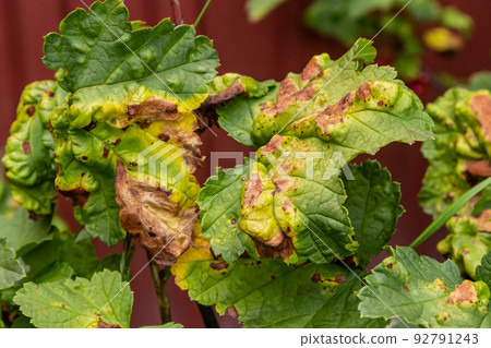 Gallic aphid on the leaves of red currant. The pest damages the currant leaves, red bumps on the 92791243
