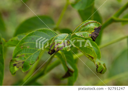 Walnut anthracnose or walnut black spot - Gnomonia, Ophiognomonia leptostyla, fungal plant pathogen 92791247