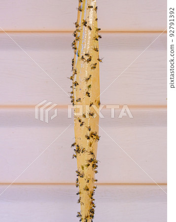A lot of flies stuck to the sticky tape A lot of flies stuck to the sticky tape 92791392