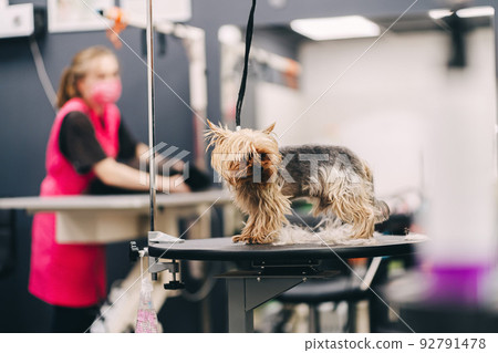 Yorkie dog haircut. A groomer trims a dog's coat. Yorkie dog haircut. A groomer trims a dog's coat. 92791478