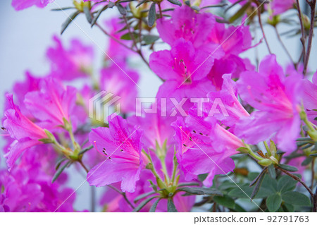 Azalea 4 Azalea 4 92791763