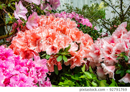 Azalea 10 Azalea 10 92791769