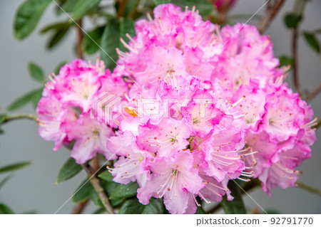 Rhododendron 1 Rhododendron 1 92791770
