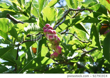 Kobushi麵條 Kobushi麵條 92791914