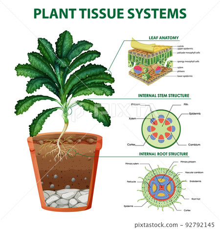 Diagram showing plant tissue systems Diagram showing plant tissue systems 92792145