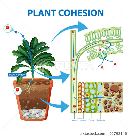 Digram showing the movement of water in plants Digram showing the movement of water in plants 92792146