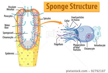 Diagram showing structure of sponge Diagram showing structure of sponge 92792187