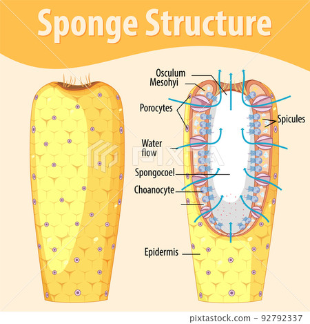 Diagram showing structure of sponge Diagram showing structure of sponge 92792337