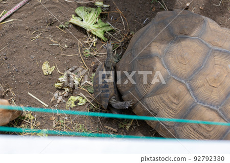 Dachshund and Spurred Land Turtle and Hermann Land Turtle 92792380