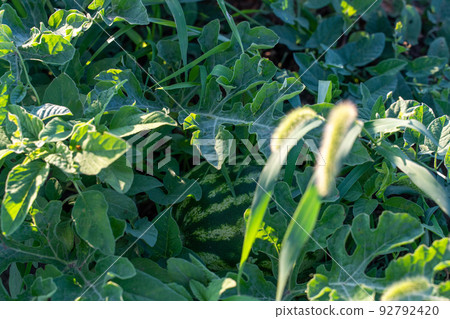 Watermelon grows on a green watermelon plantation in summer. Agricultural watermelon field. Watermelon grows on a green watermelon plantation in summer. Agricultural watermelon field. 92792420