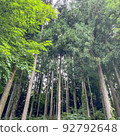 tall trees 92792648