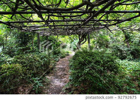 小安地藏寺_夏天的富士樹架子 92792675