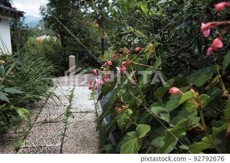 Koyasu Jizoji Temple_Small red flowers and stone pavement Koyasu Jizoji Temple_Small red flowers and stone pavement 92792676