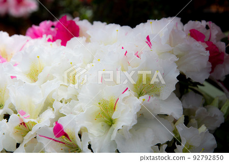 杜鵑花26 92792850