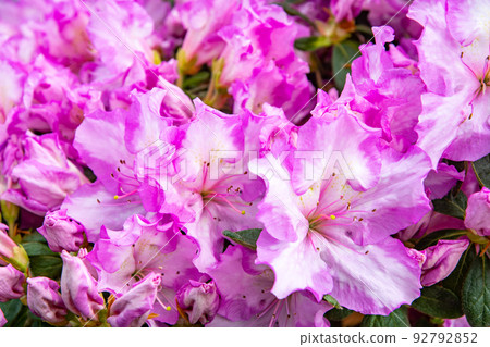 杜鵑花27 92792852