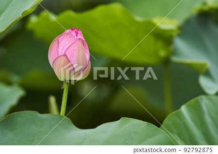 初夏公園池塘里盛開的荷花 92792875