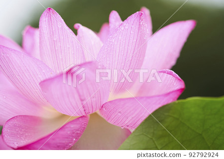 Lotus flowers blooming in a park pond in early summer 92792924