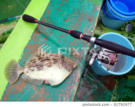 I photographed a good-sized filefish caught with a spinning tackle on board. 92792977