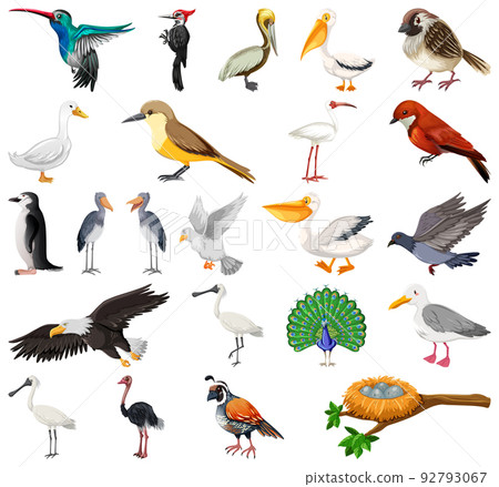 Different kinds of birds collection Different kinds of birds collection 92793067