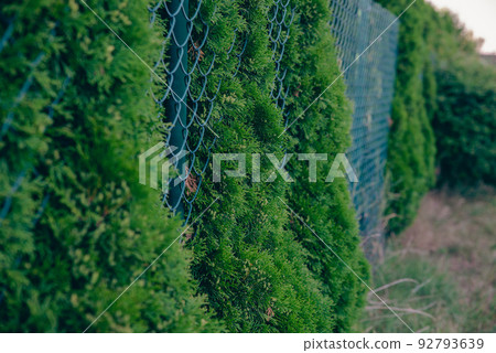 house fencing made of picket fence and thuja, branches passing over the fence house fencing made of picket fence and thuja, branches passing over the fence 92793639