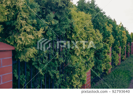 house fencing made of picket fence and thuja, branches passing over the fence 92793640