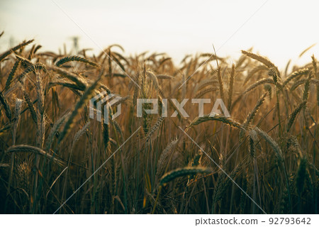 wheat in the field with the sun going down wheat in the field with the sun going down 92793642