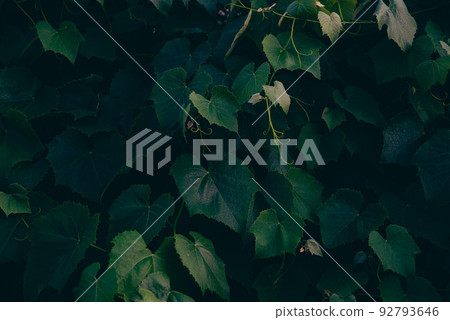 Dark green foliage, Green leaves background. 92793646