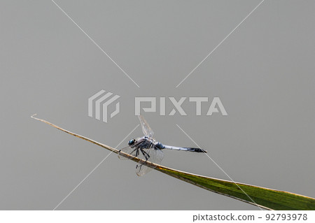 A cool dragonfly 92793978