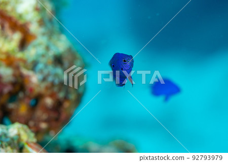 Ogasawara Nagasaki damselfish 92793979