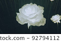glowing rose flower 92794112