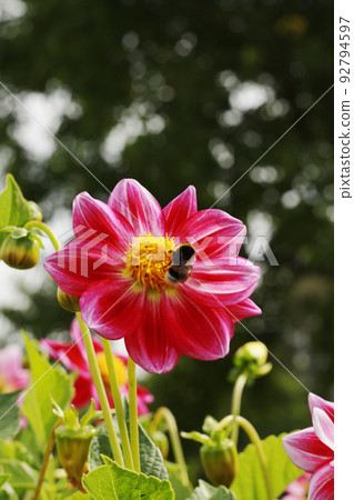 pink and white dahlia flowers 92794597