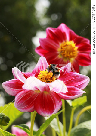 pink and white dahlia flowers 92794598