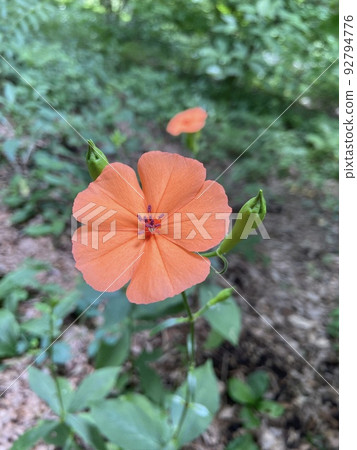 人參（Fusidium ginseng） 92794776