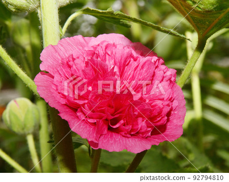 Flower Stock rose (Lat. Alcea rosea) or Malva (Latin. Malva) terry (double) Flower Stock rose (Lat. Alcea rosea) or Malva (Latin. Malva) terry (double) 92794810