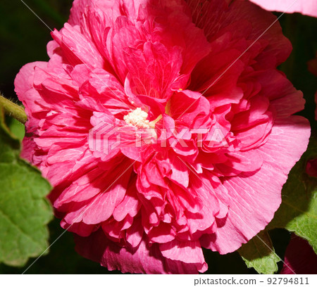 Flower Stock rose (Lat. Alcea rosea) or Malva (Latin. Malva) terry (double) 92794811